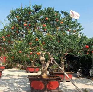 (UR92FOVQ65S6%LG1}1FGE1